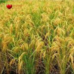 برنج طارم محلی درجه یک