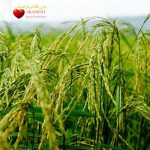 برنج طارم محلی درجه یک