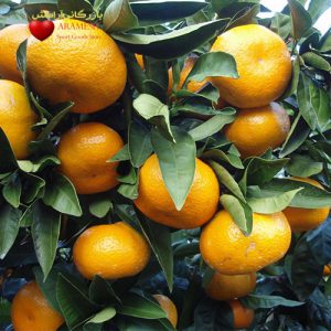 نارنگی ژاپنی